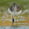Vodouš kropenatý - Tringa ochropus - Green Sandpiper 6223